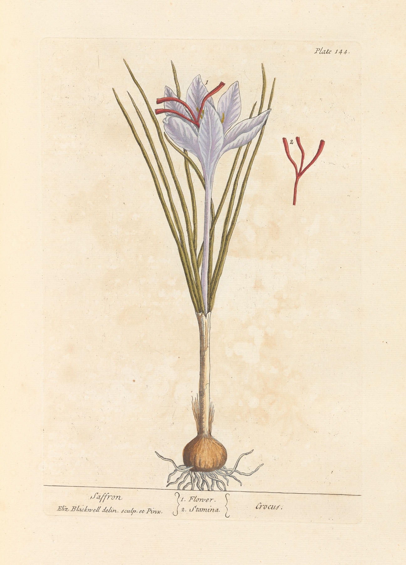 Saffron — botanical illustration