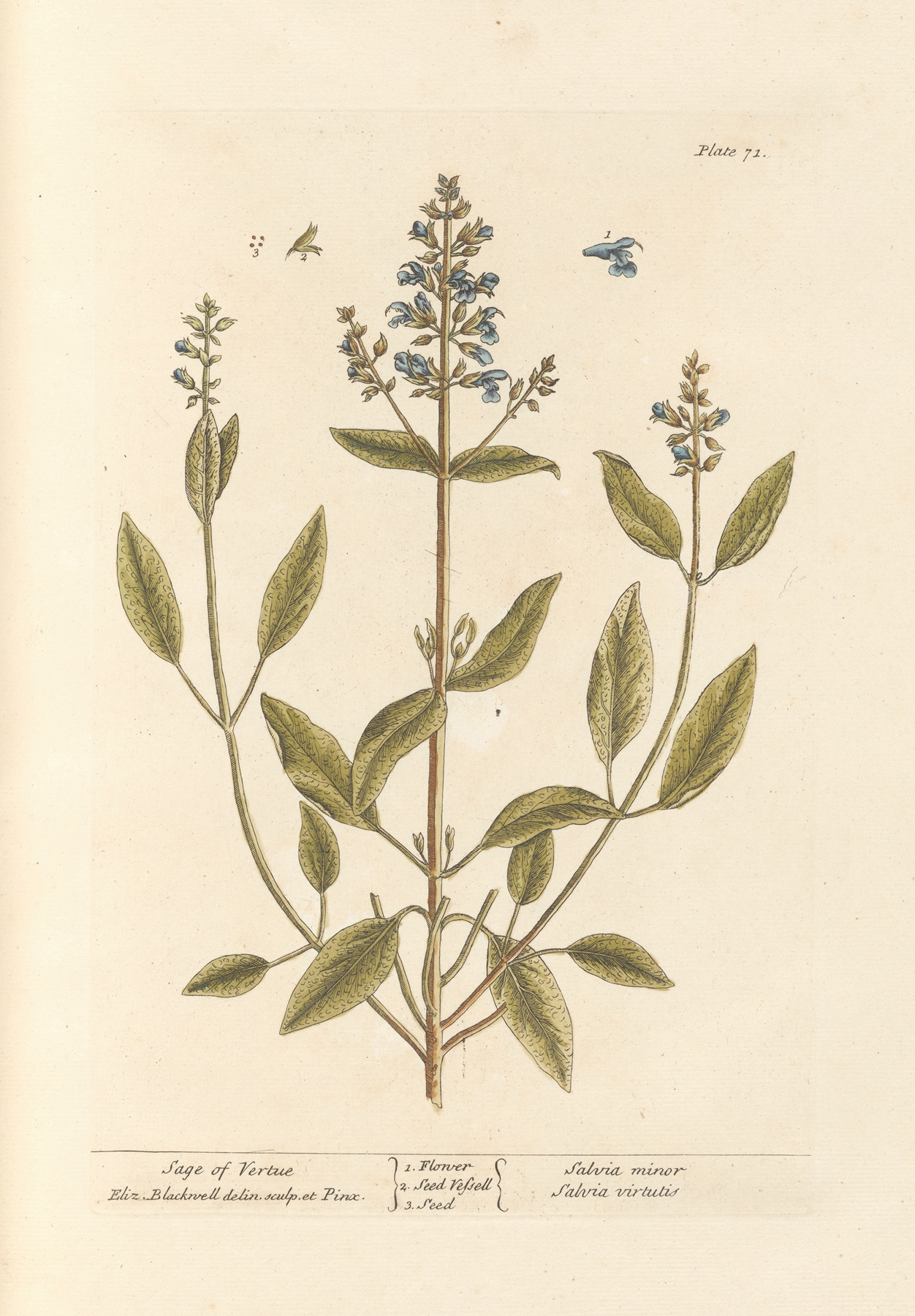 Sage (Garden) — botanical illustration