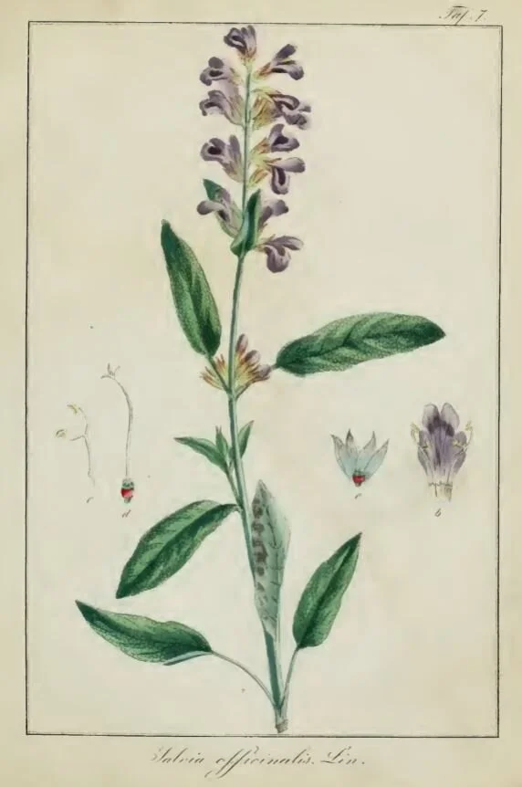 Sage (White) — botanical illustration