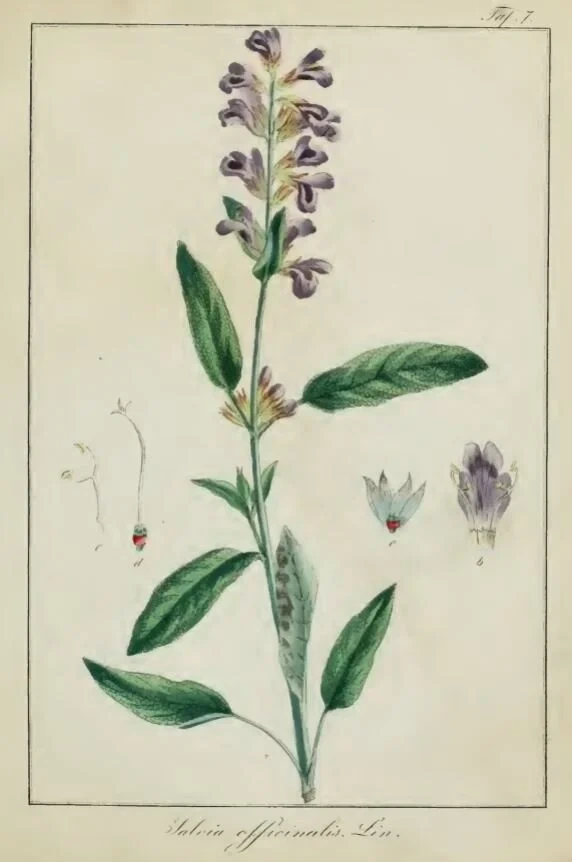 Sage (White): botanical illustration