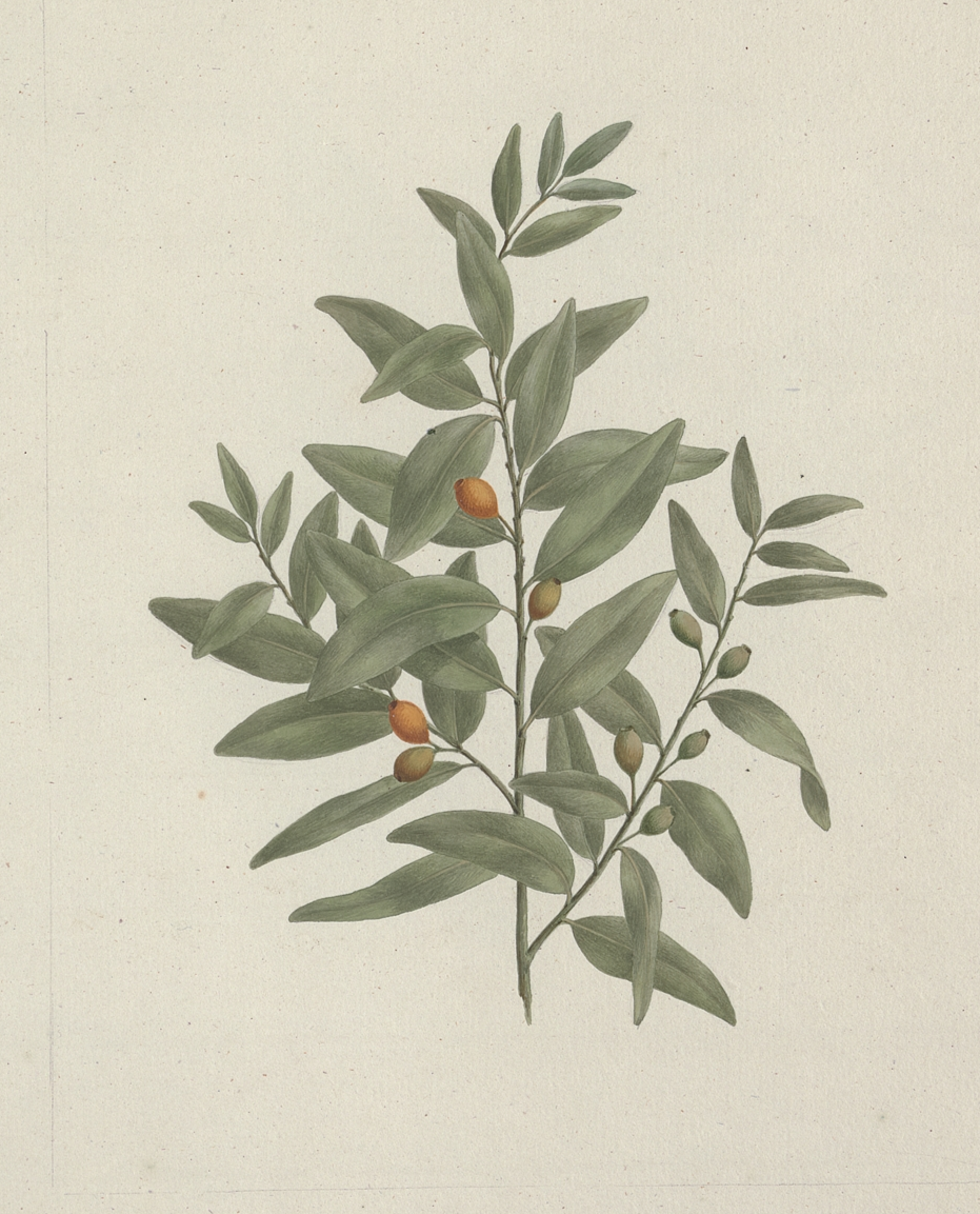 Sandalwood — botanical illustration