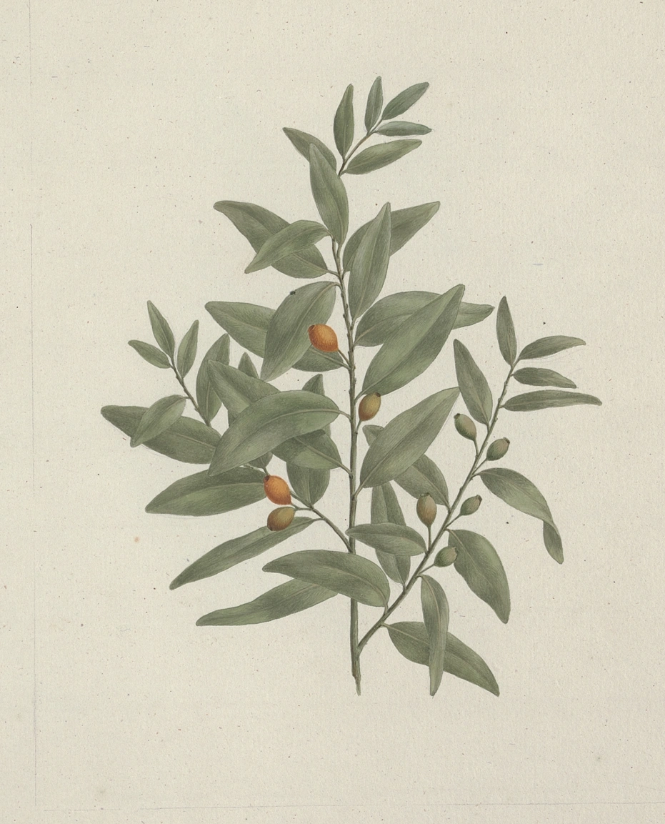 Sandalwood: botanical illustration