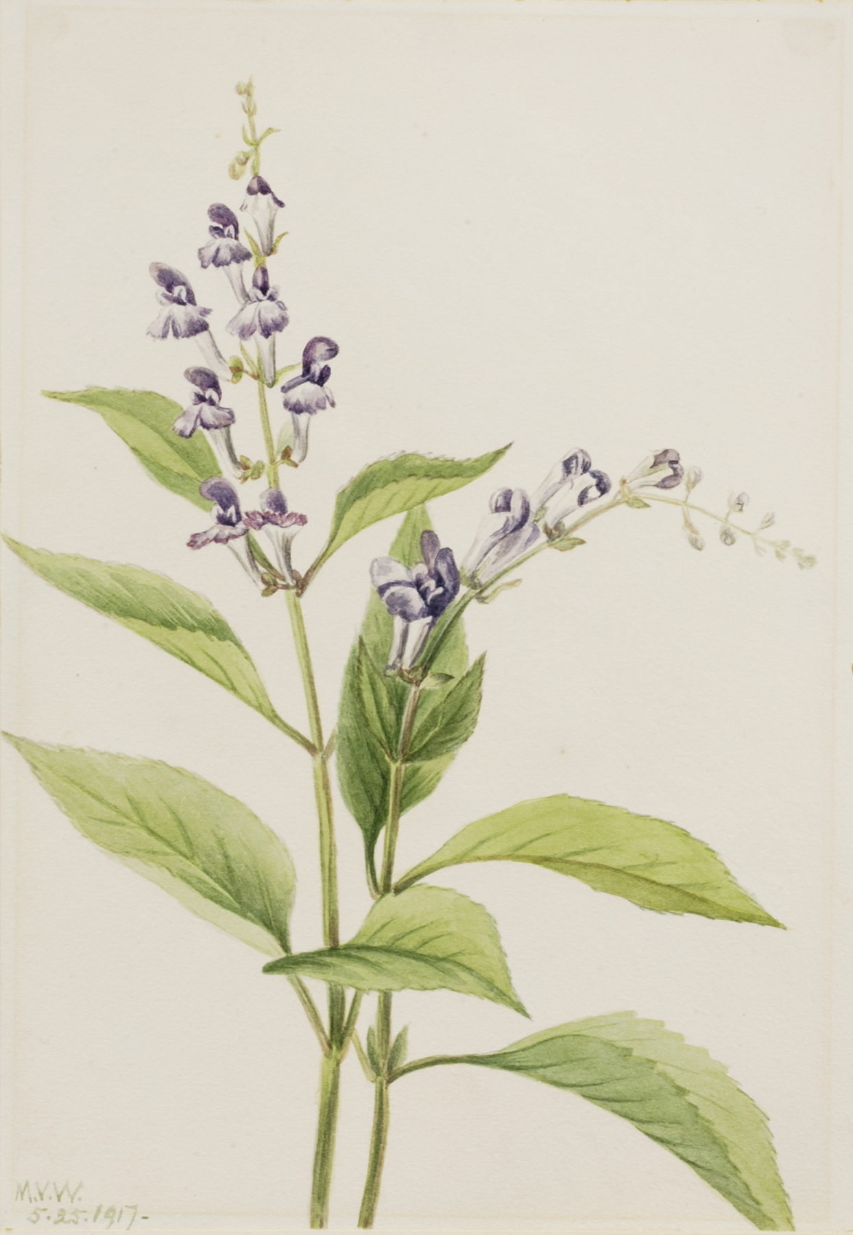 Skullcap — botanical illustration