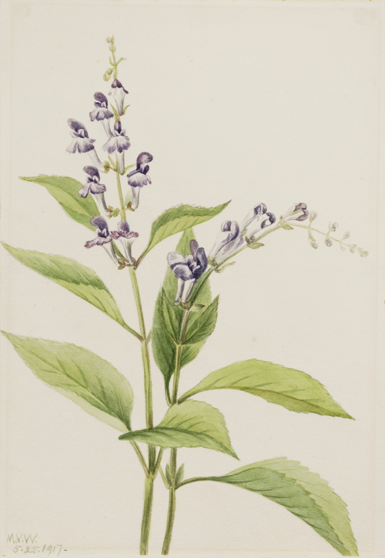 Skullcap: botanical illustration