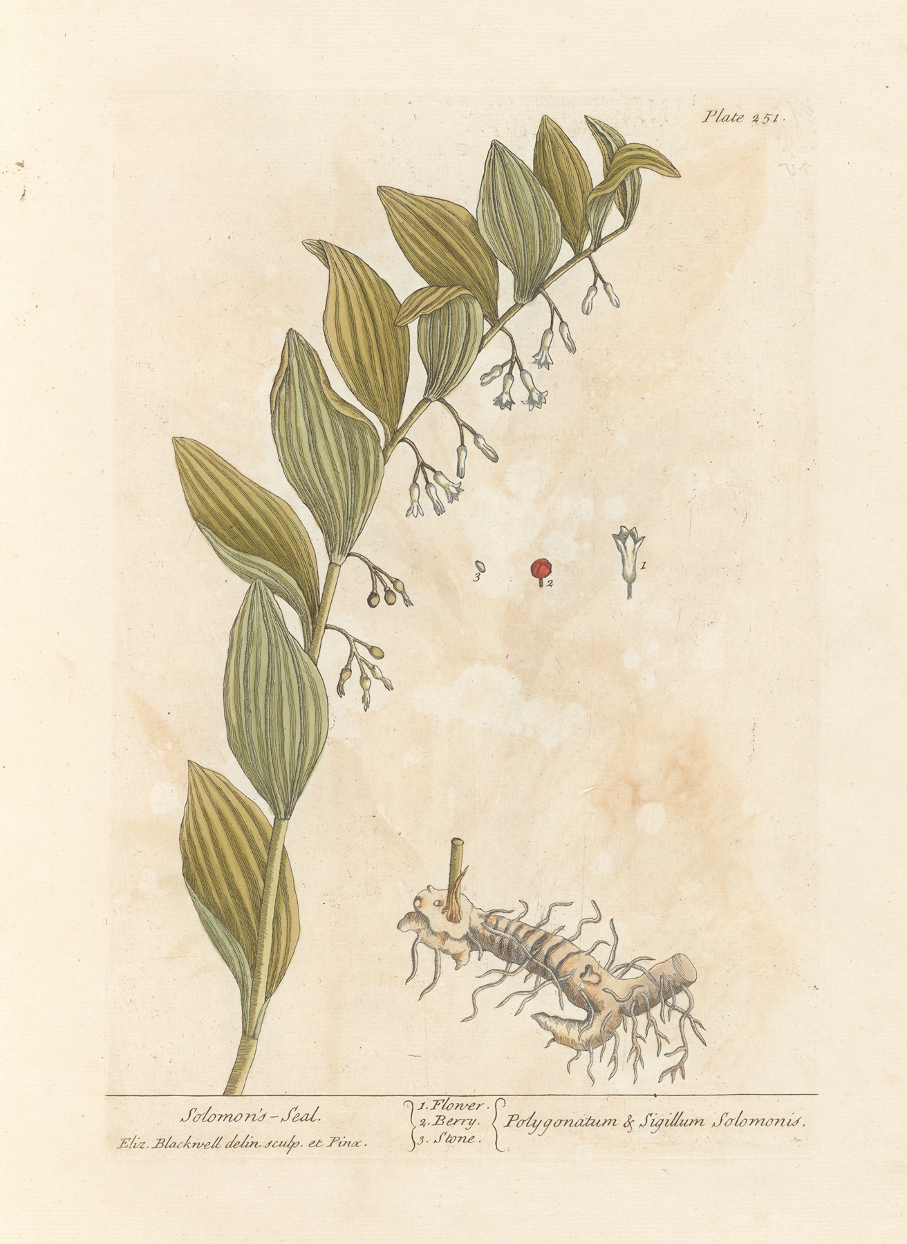 Solomon's Seal — botanical illustration