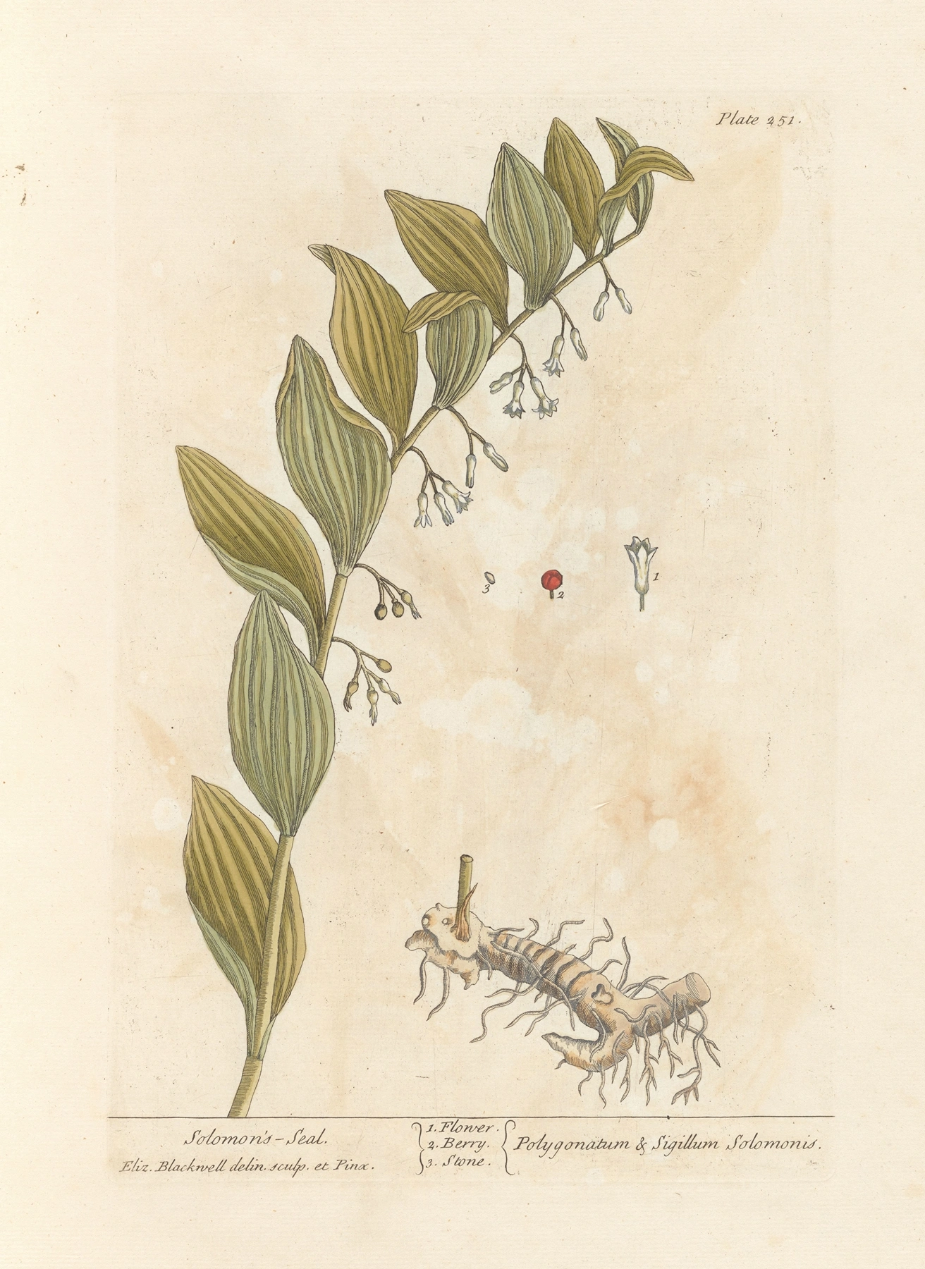 Solomon's Seal: botanical illustration