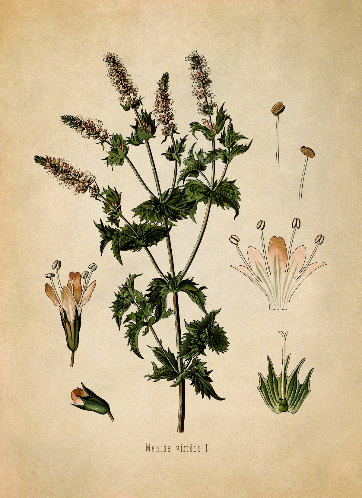 Spearmint — botanical illustration