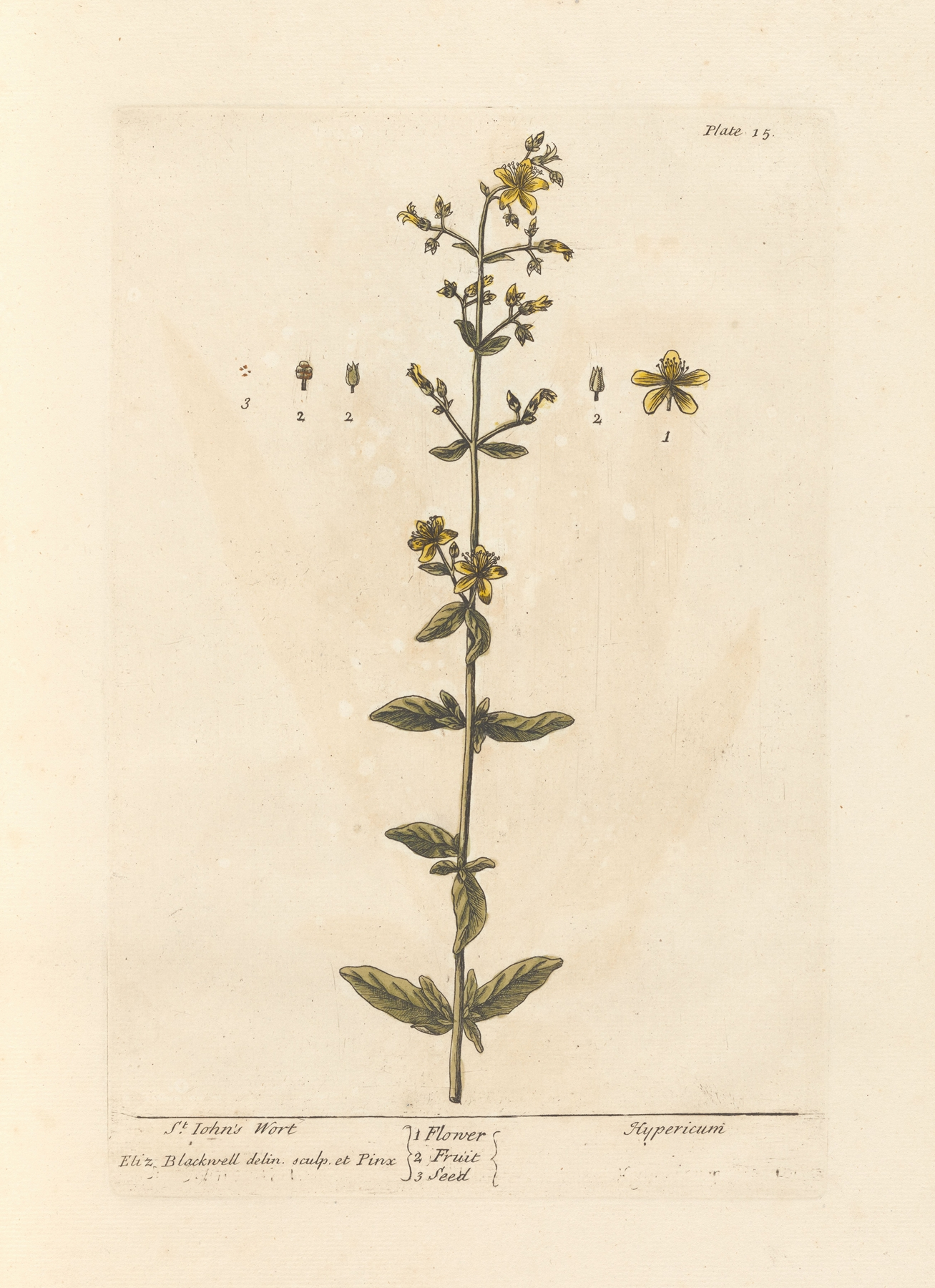 St John's Wort — botanical illustration