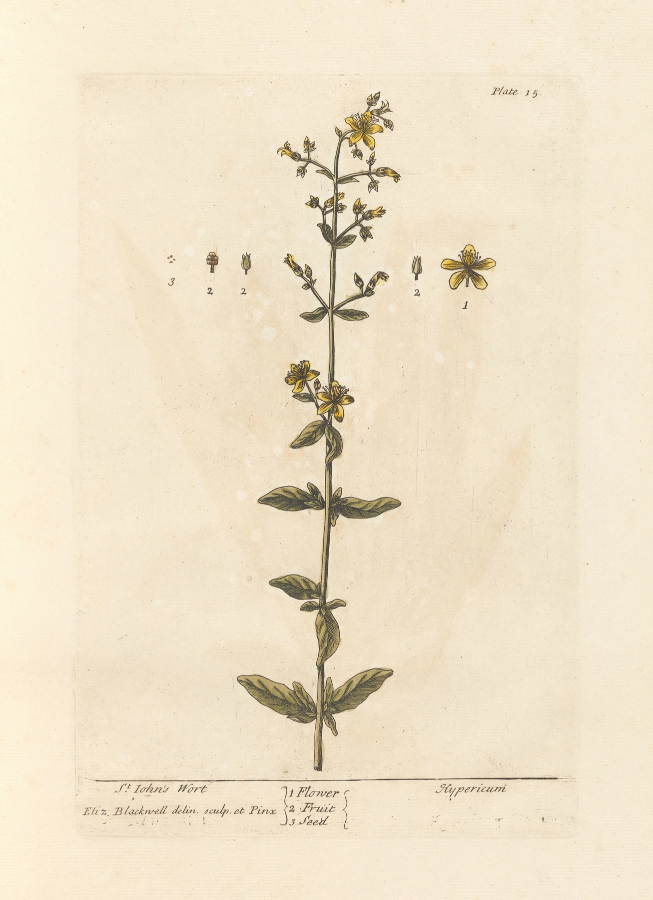 St John's Wort: botanical illustration