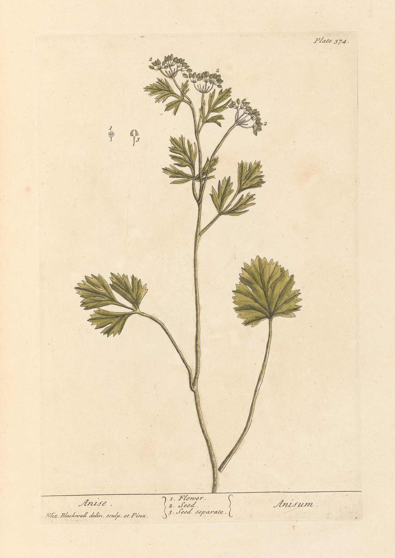 Star Anise — botanical illustration