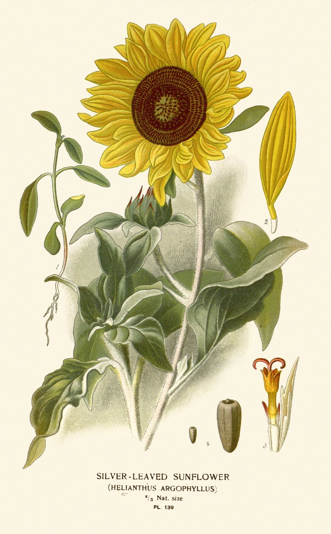 Sunflower: botanical illustration