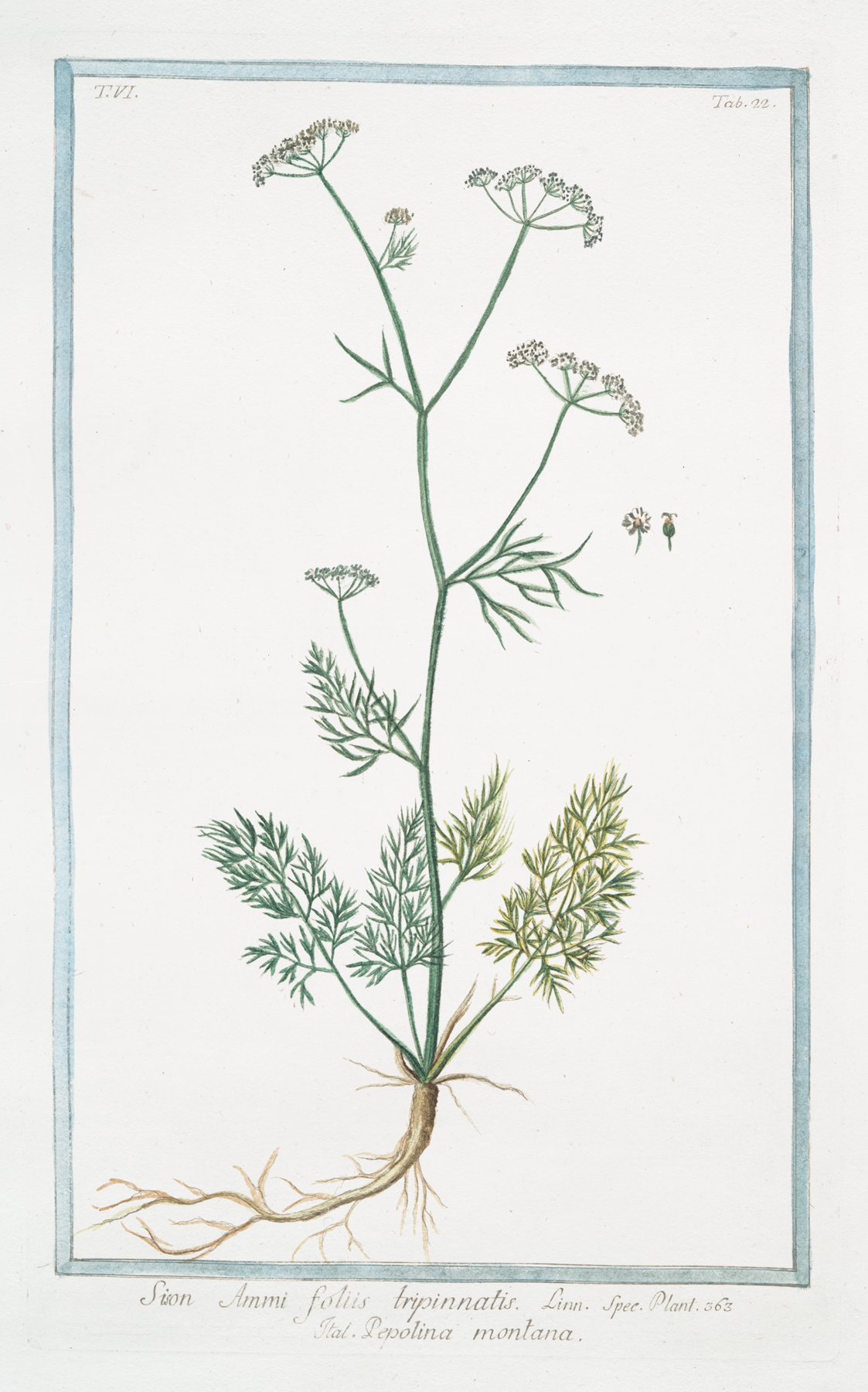 Thyme — botanical illustration