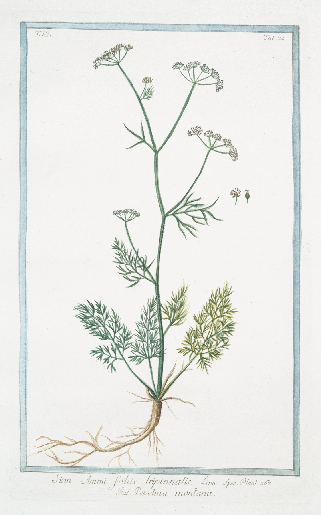 Thyme: botanical illustration