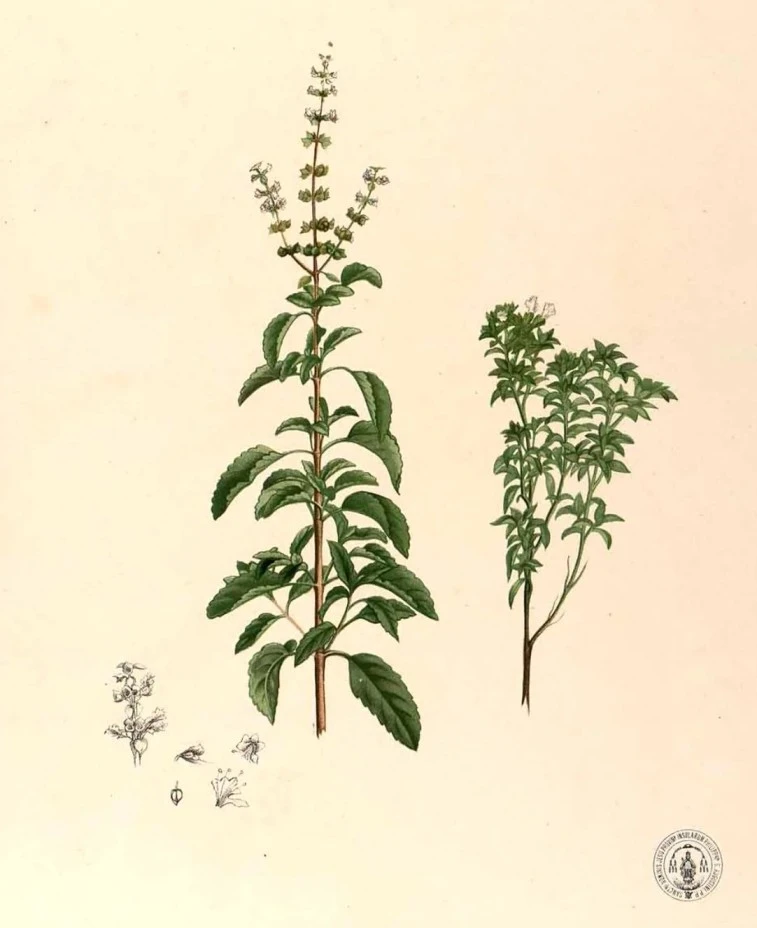 Tulsi: botanical illustration