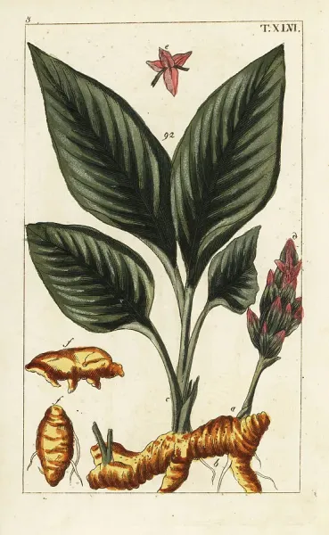 Turmeric — botanical illustration