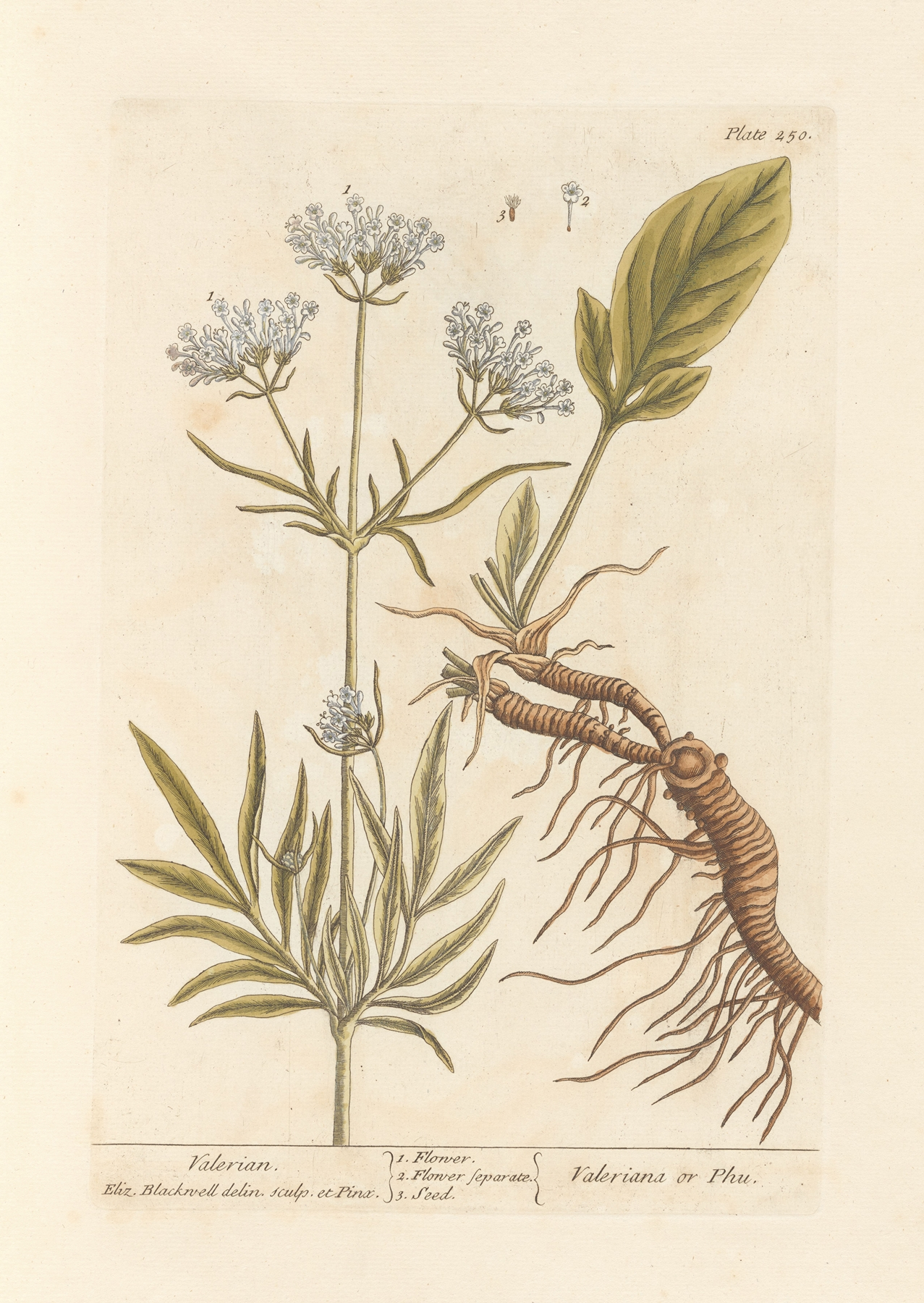 Valerian — botanical illustration