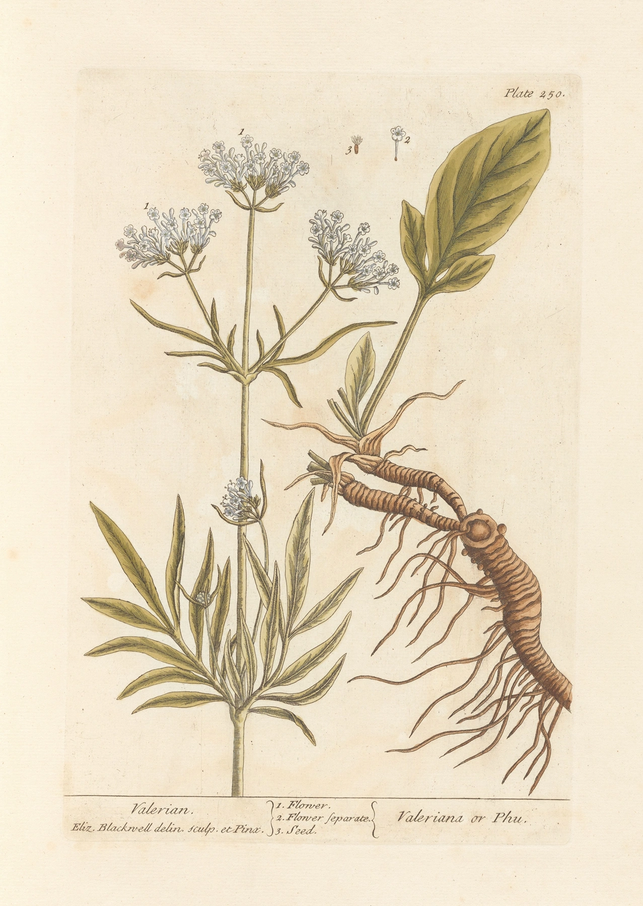 Valerian: botanical illustration