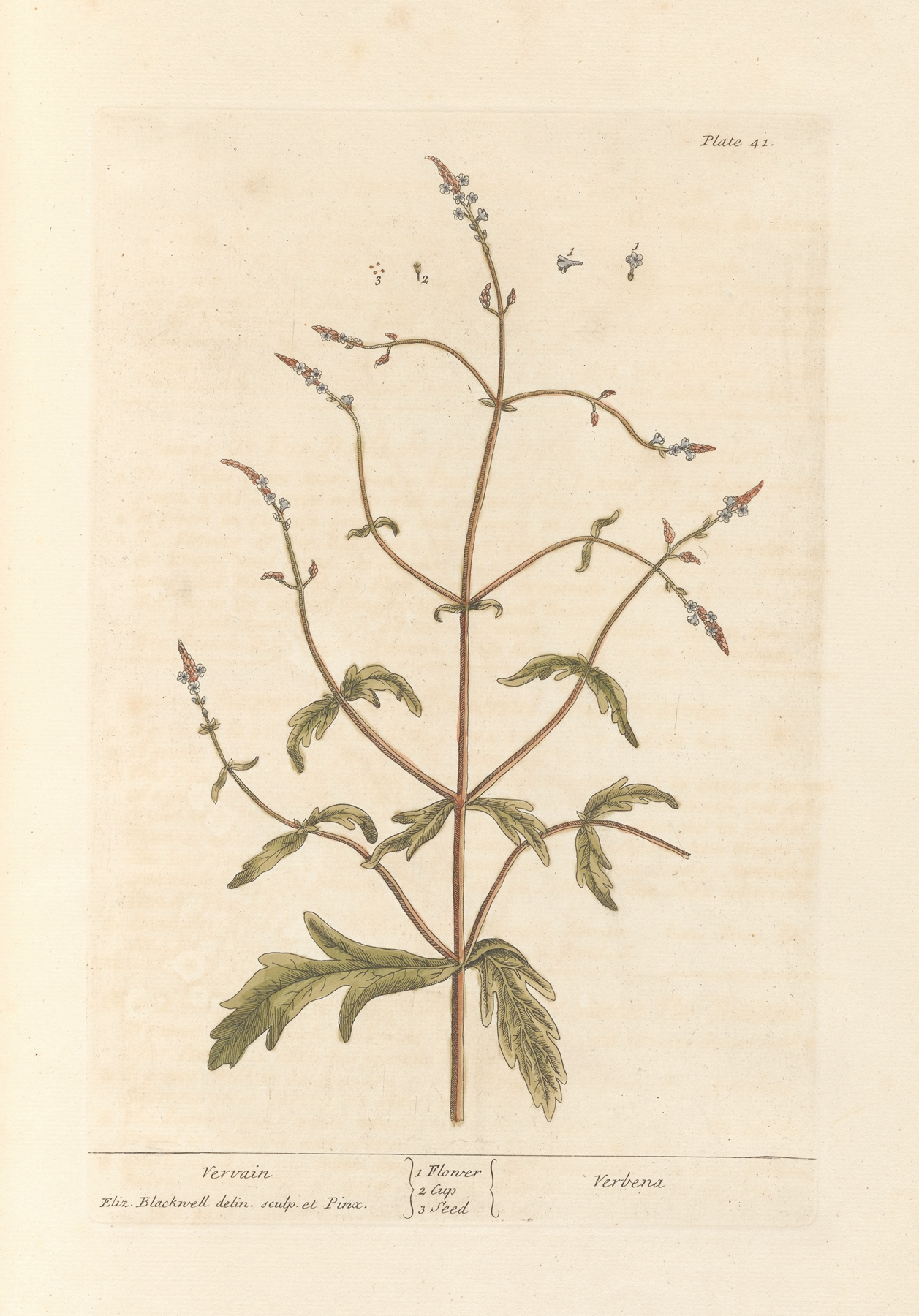 Vervain — botanical illustration
