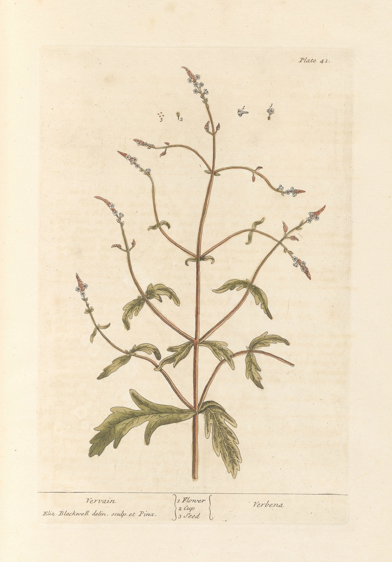 Vervain: botanical illustration