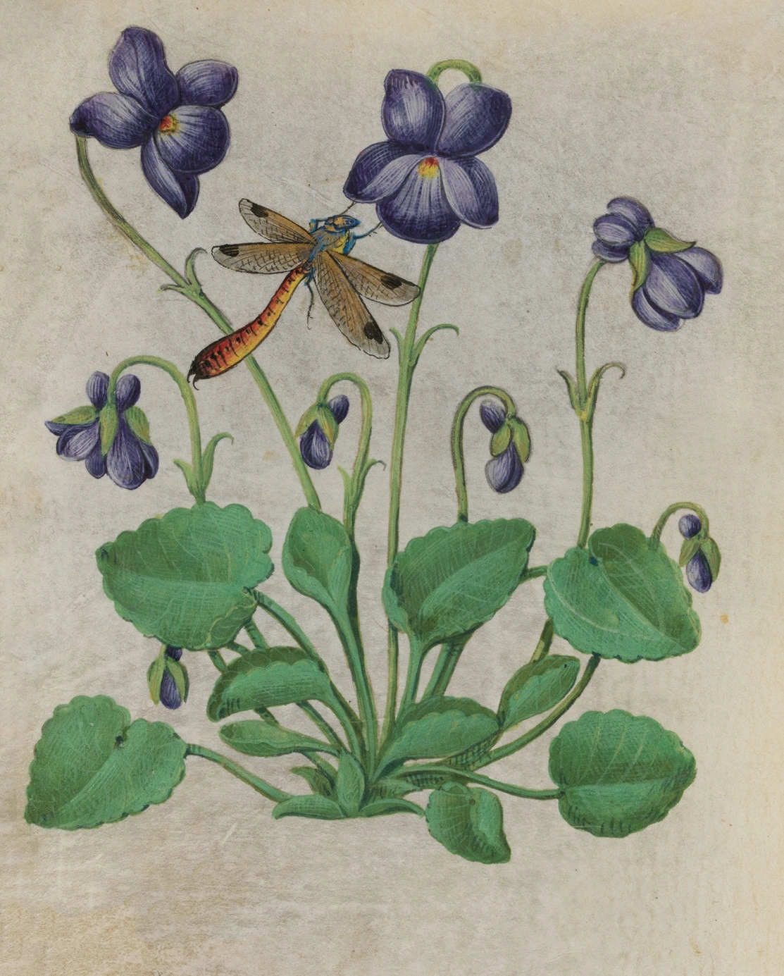 Violet: botanical illustration