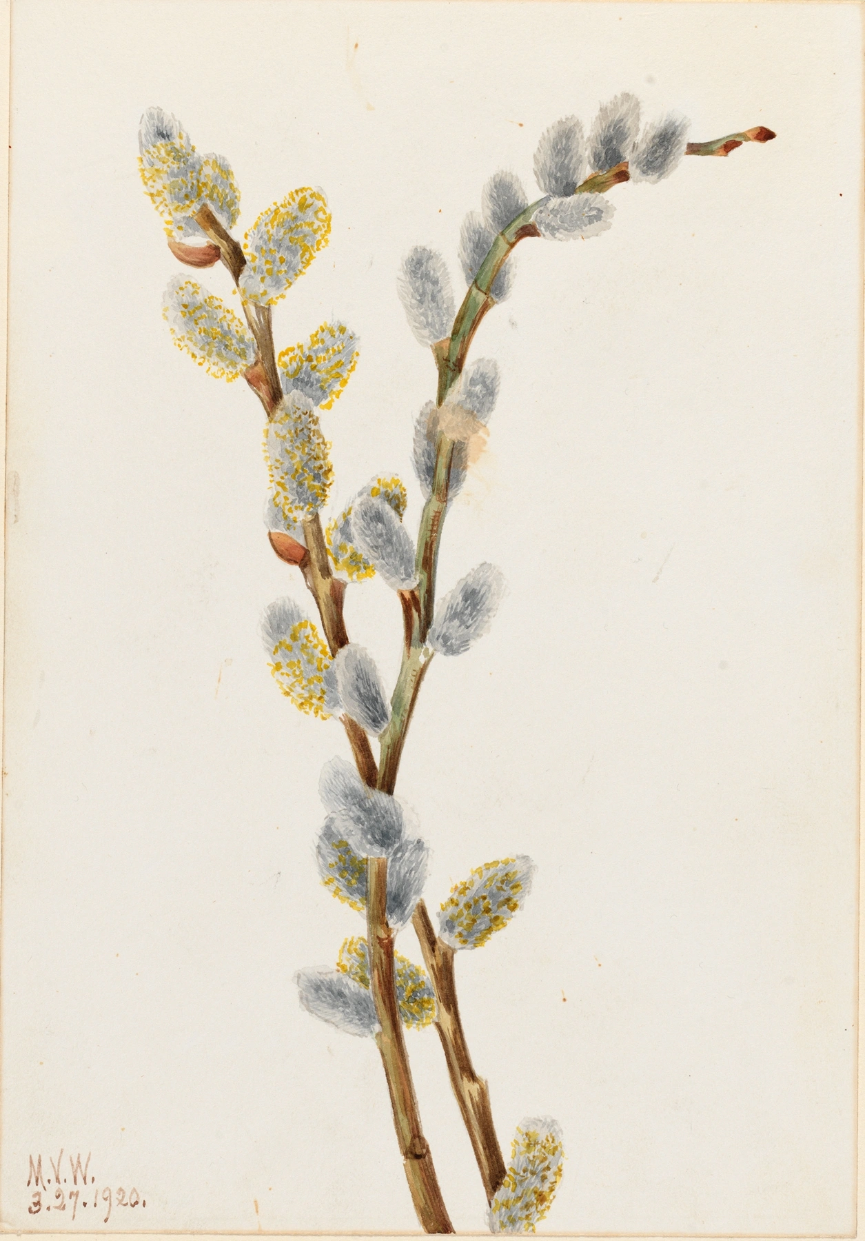 Willow: botanical illustration
