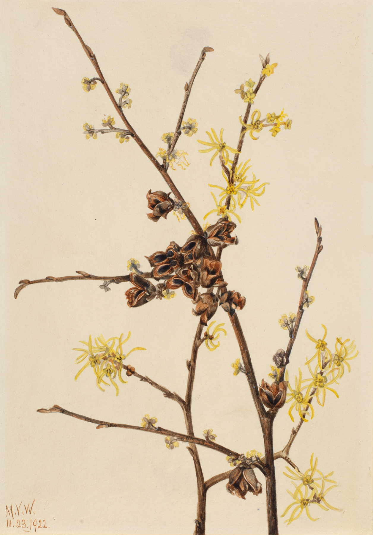 Witch Hazel — botanical illustration