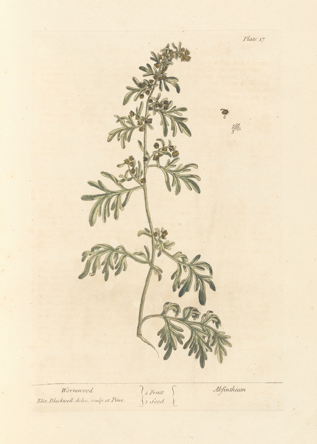 Wormwood — botanical illustration
