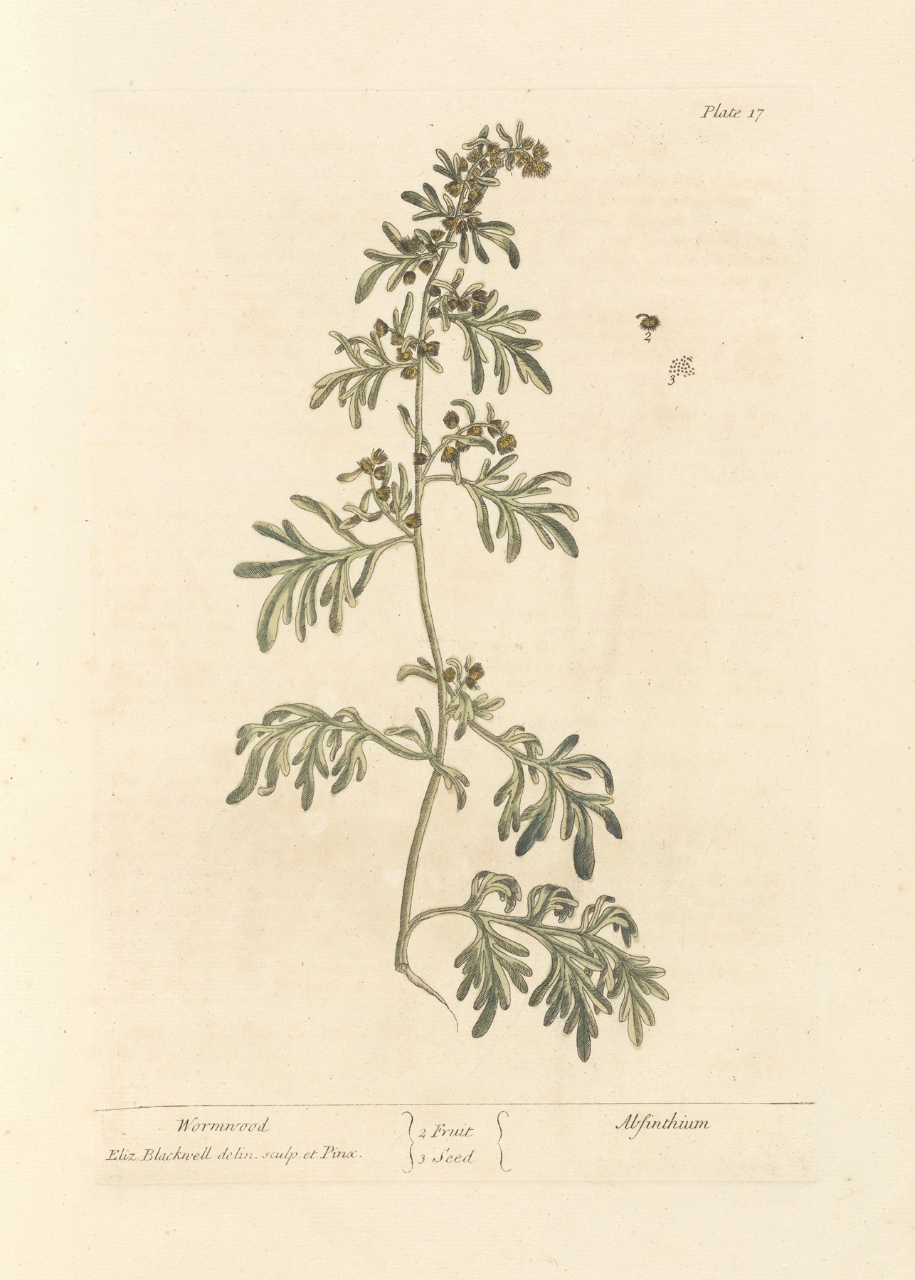 Wormwood: botanical illustration