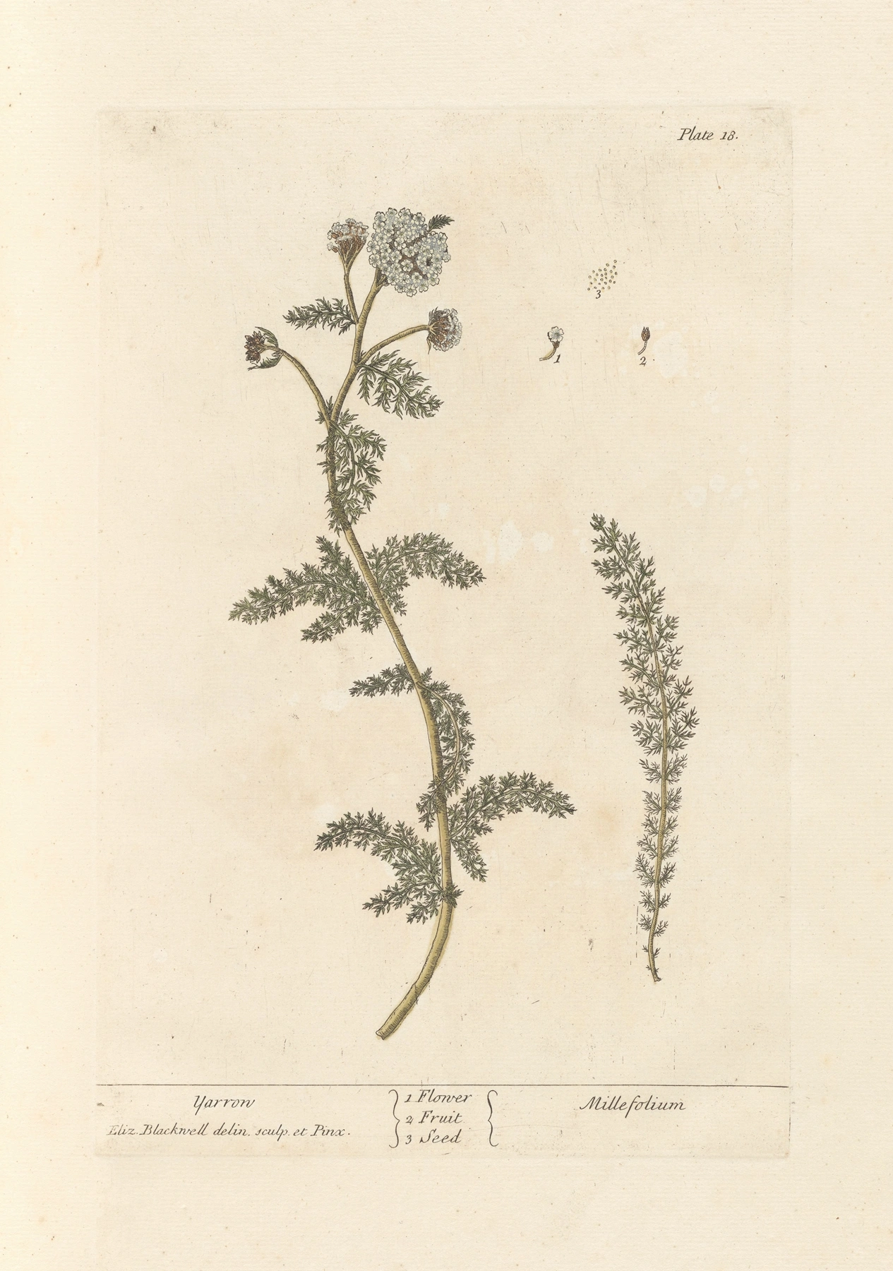 Yarrow: botanical illustration